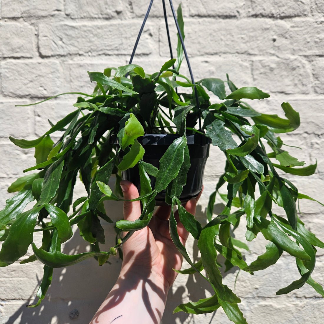 Rhipsalis crispata (Forest Cactus)