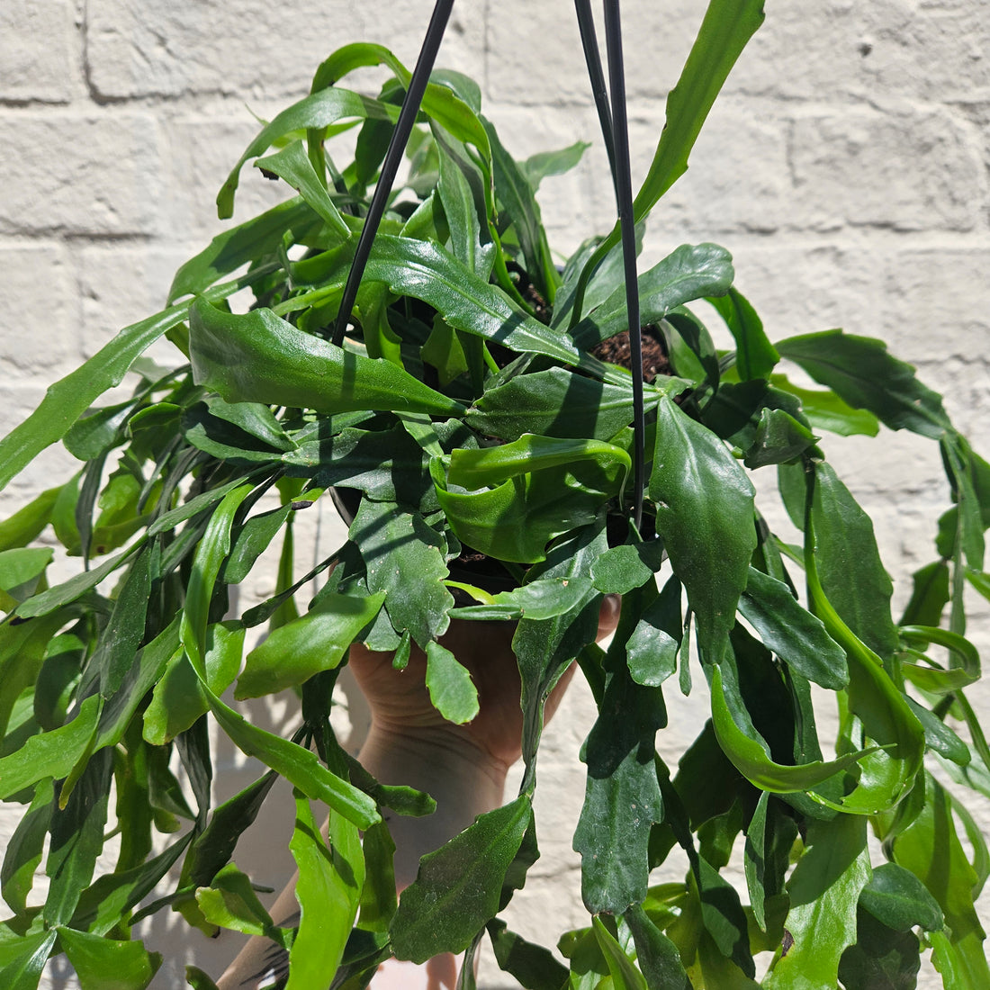 Rhipsalis crispata (Forest Cactus)