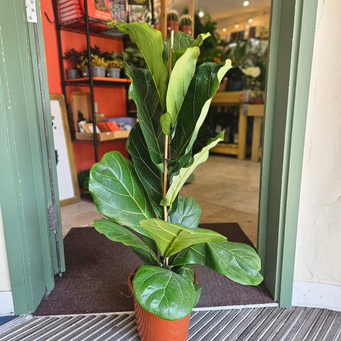 Ficus lyrata (Fiddle leaf fig)