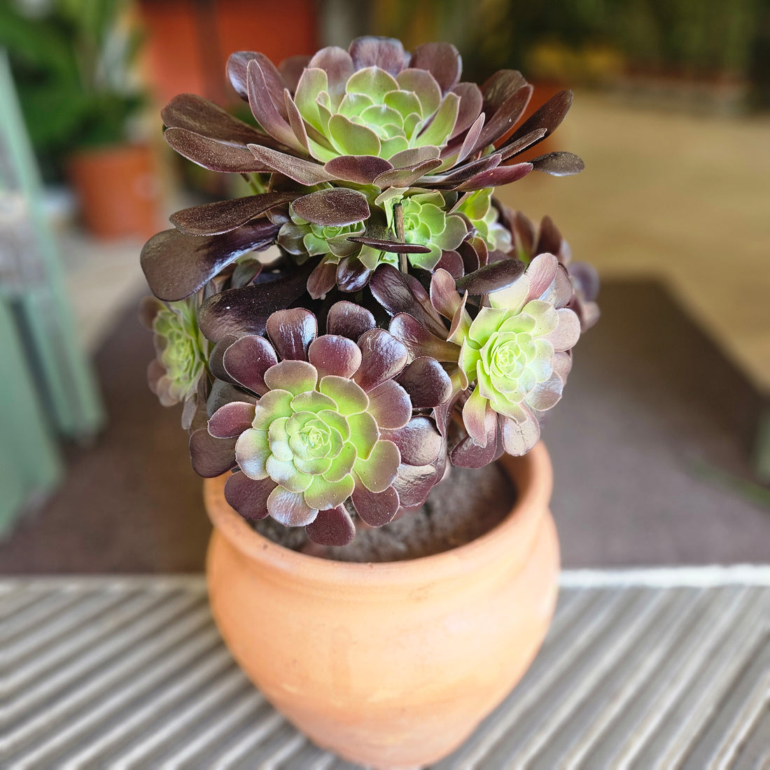 Aeonium arboreum Varieties (Houseleek Tree/ Tree Aeonium)