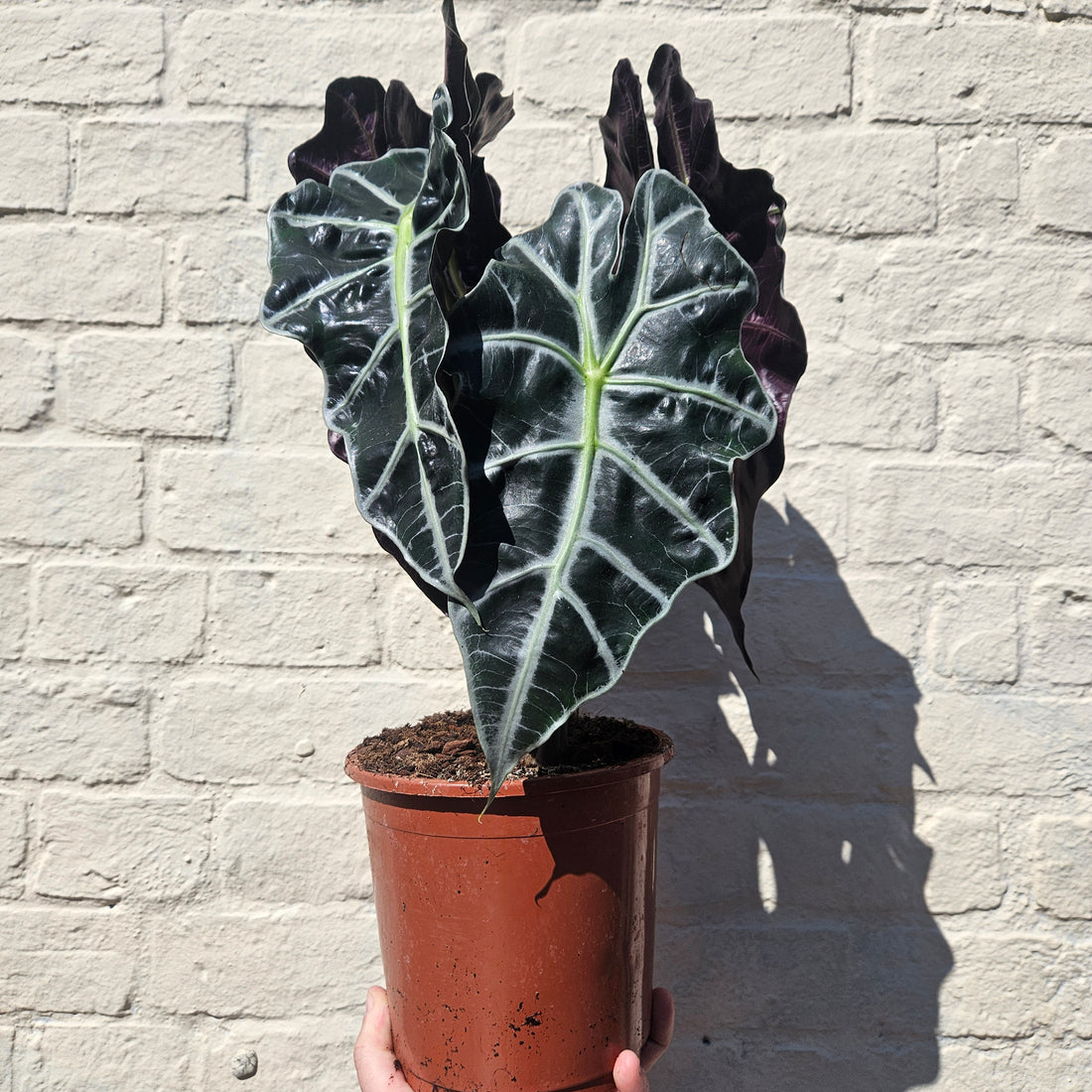 Alocasia amazonica &