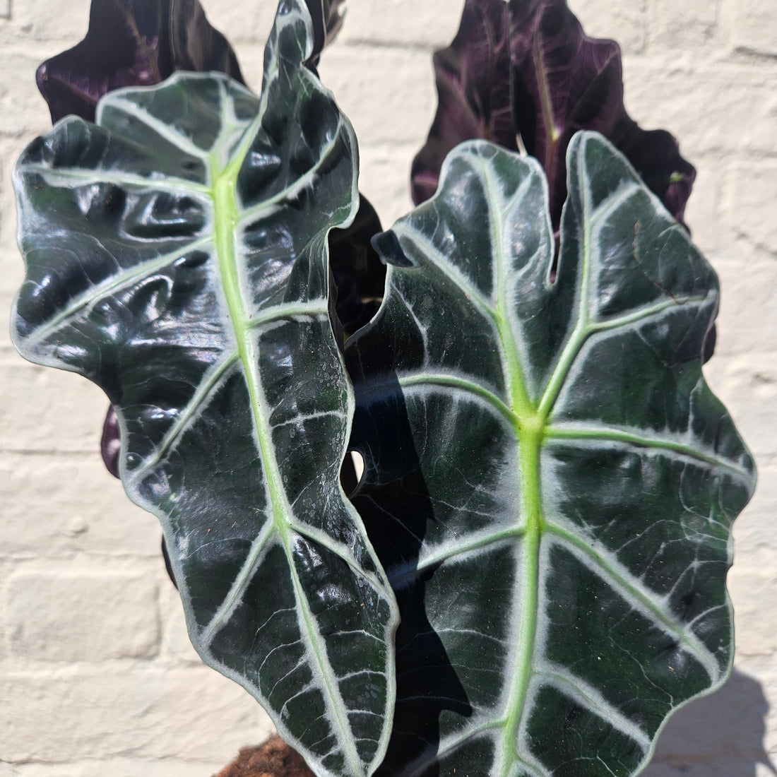 Alocasia amazonica &