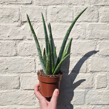 Aloe vera (Succulent plant)