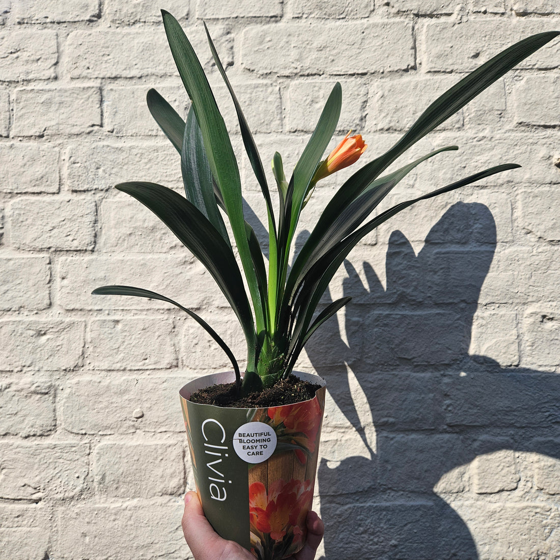 Clivia miniata (Bush Lily)