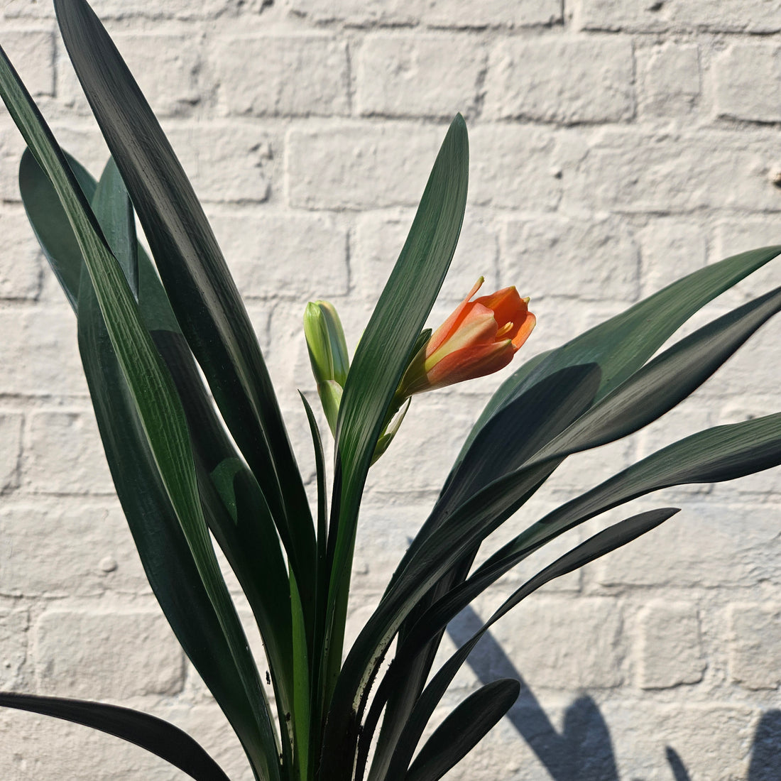 Clivia miniata (Bush Lily)