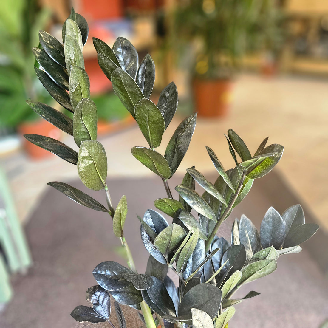 Zamioculcas zamiifolia &