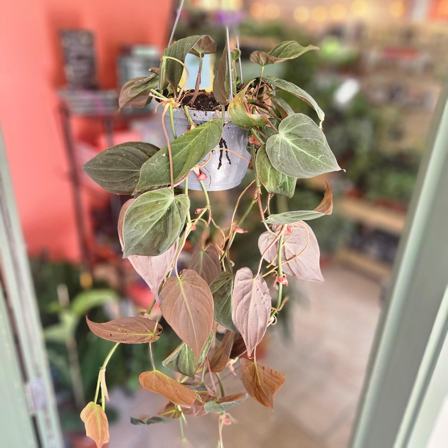Philodendron hederaceum var. hederaceum (Velvet Leaf / Philodendron micans) Various sizes