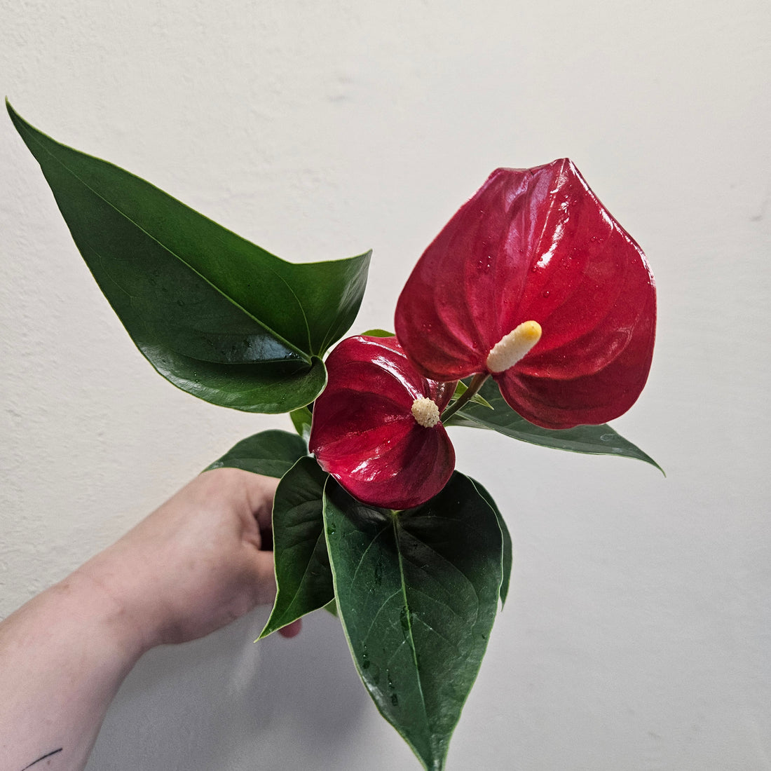 Anthurium Karma (Flamingo Flower)