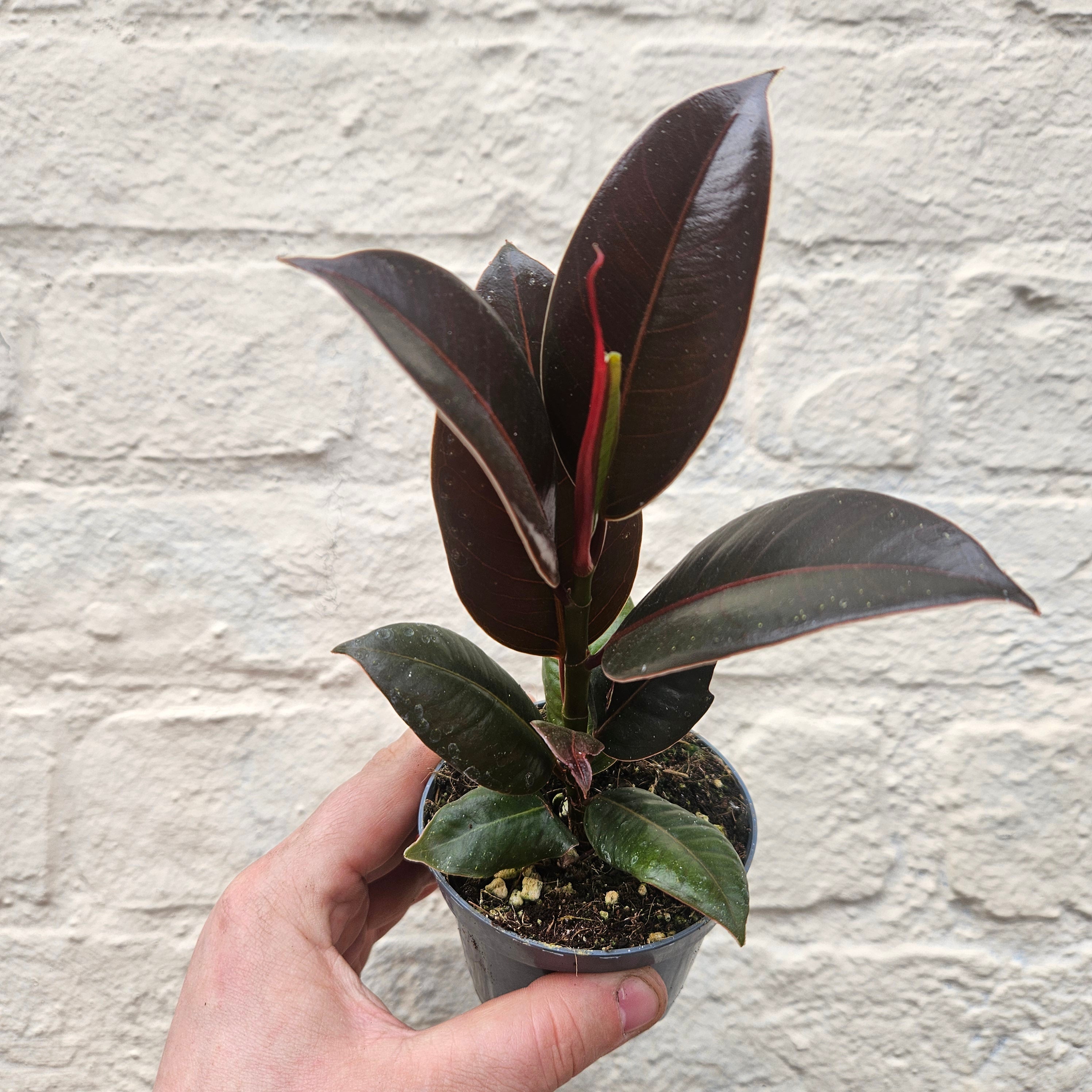 Ficus elastica (Rubber Plant) -4 varieties available