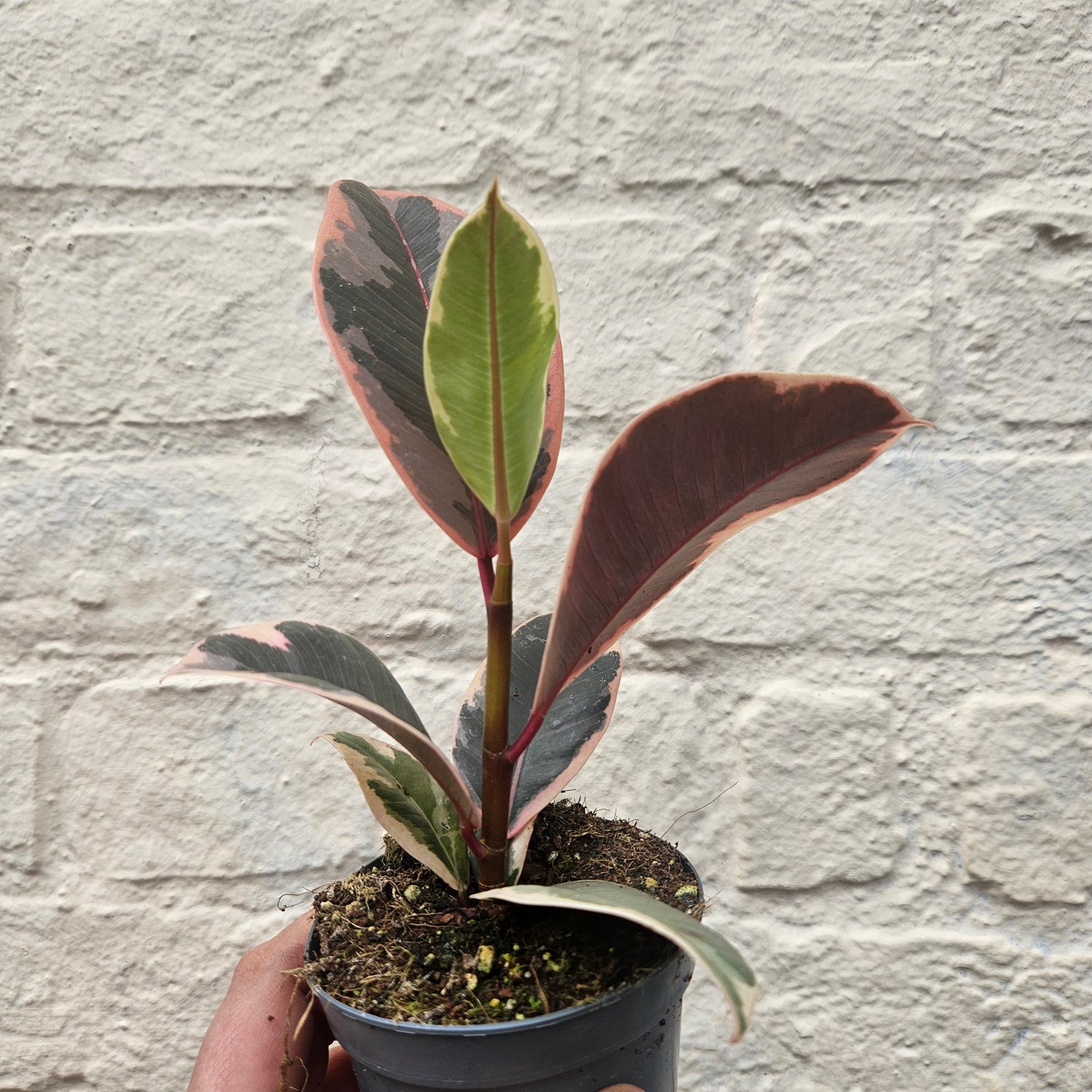 Ficus elastica (Rubber Plant) -4 varieties available