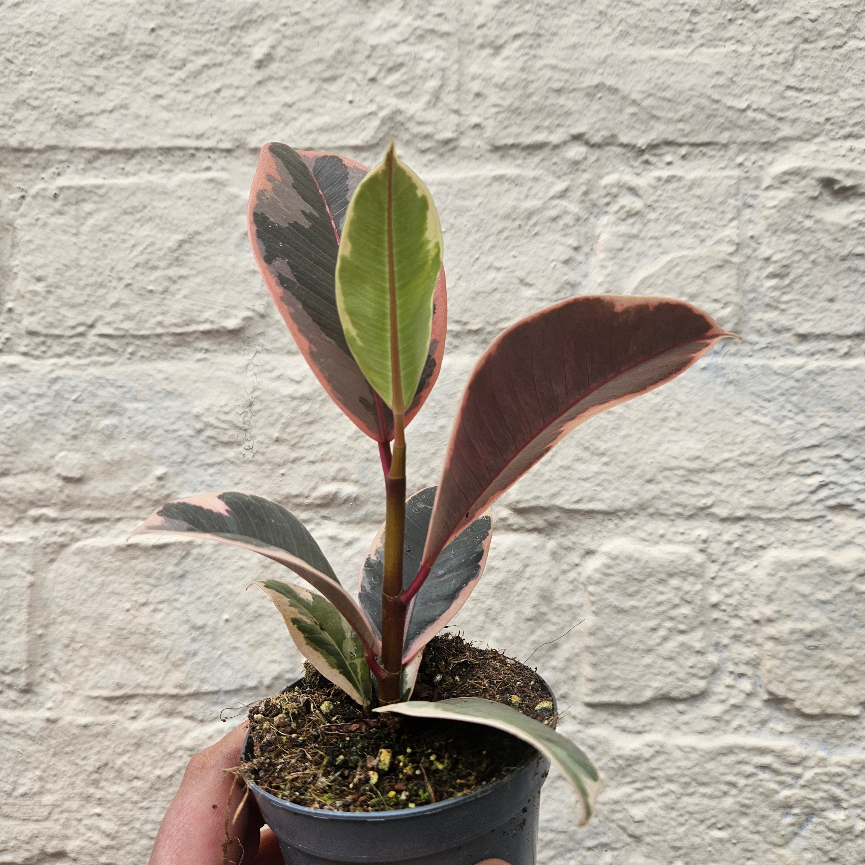 Ficus elastica (Rubber Plant) -4 varieties available