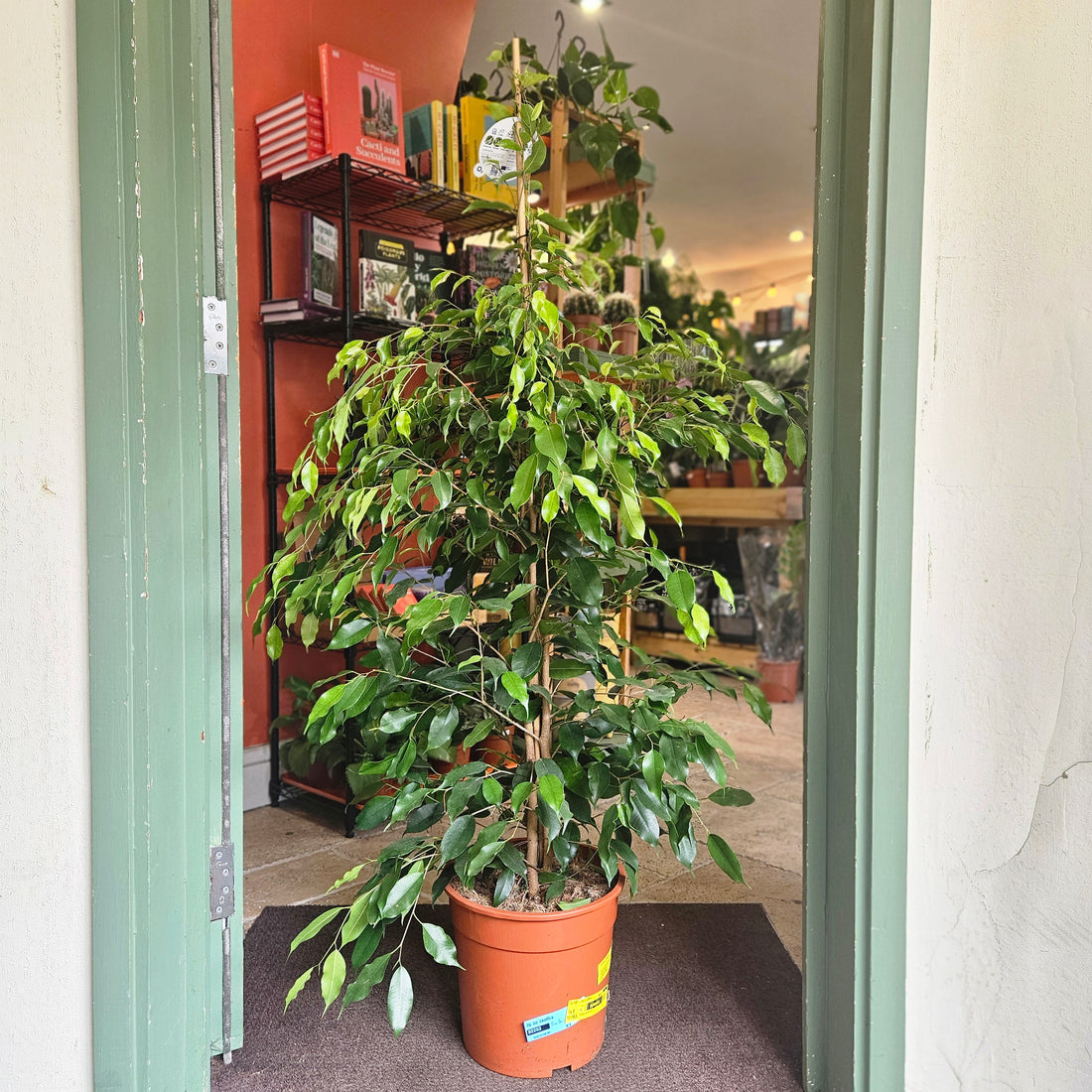 Ficus benjamina (Weeping Fig)