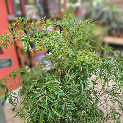 Polyscias ming (Ming Aralia/ Parsley Aralia)