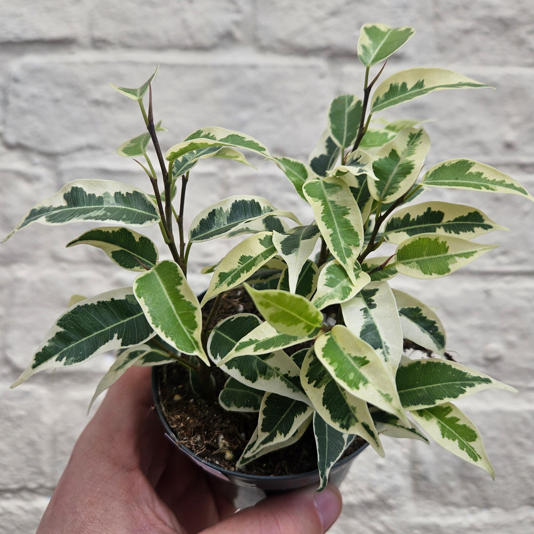 Ficus benjamina varieties (Weeping Fig)