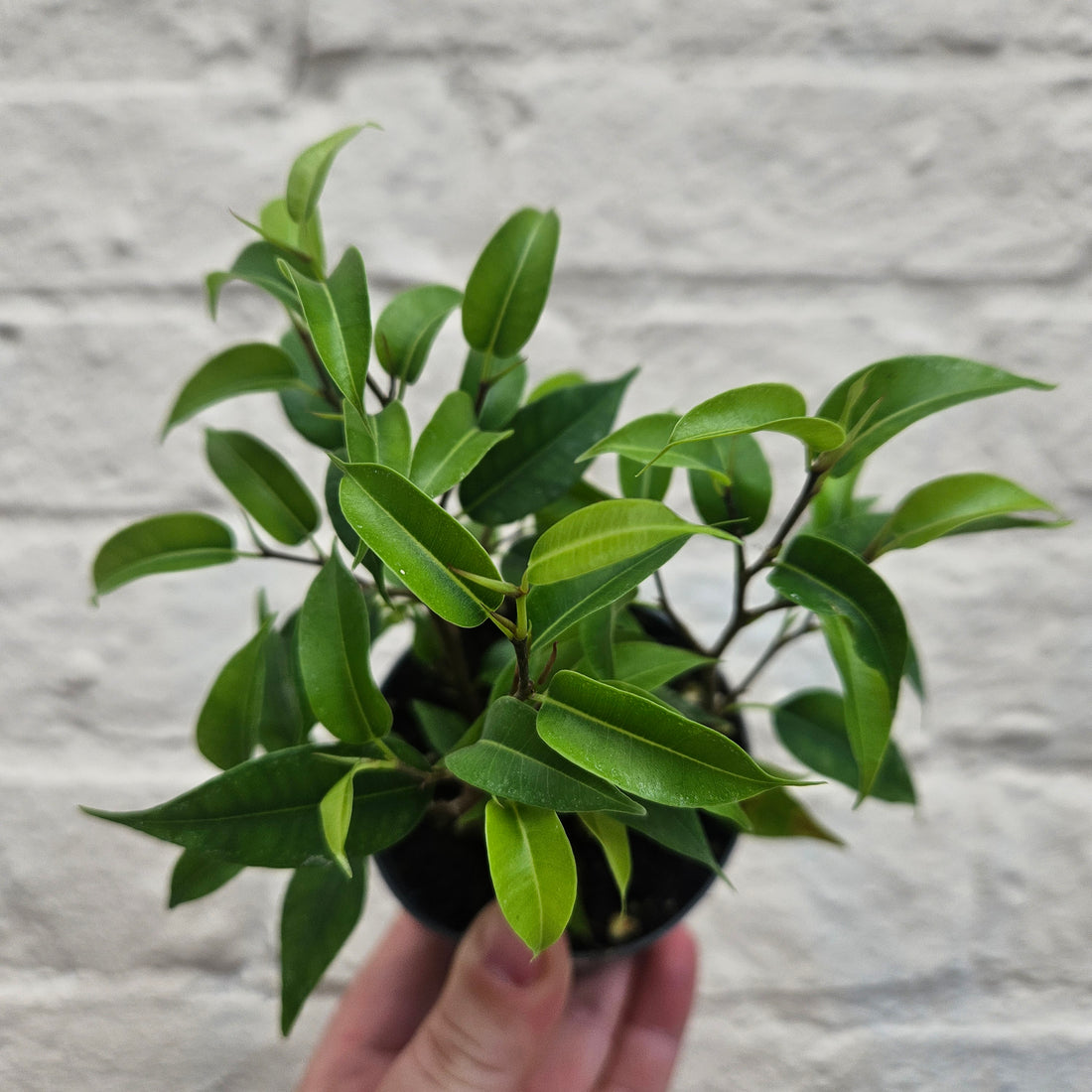 Ficus benjamina varieties (Weeping Fig)