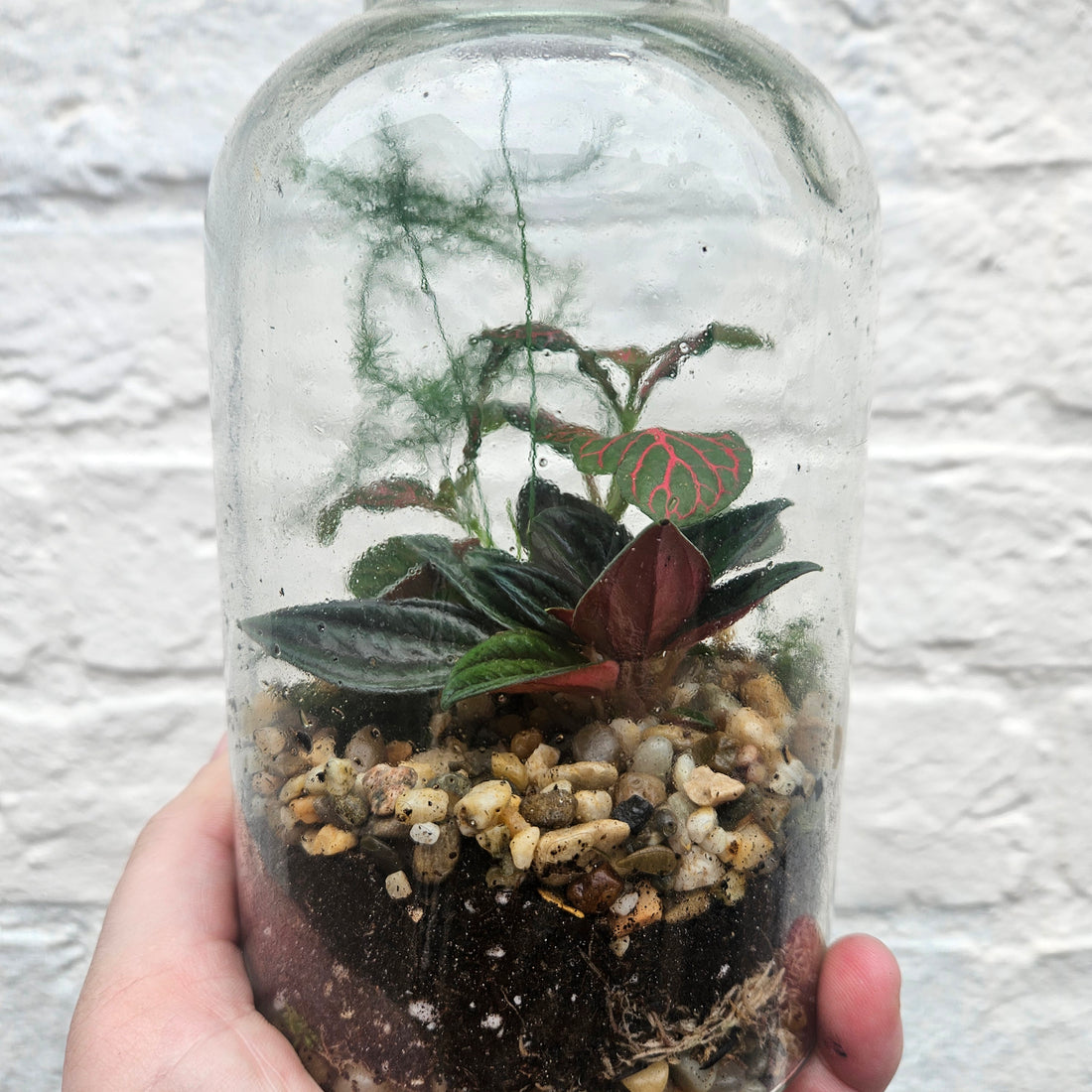 Medium closed terrarium with cork