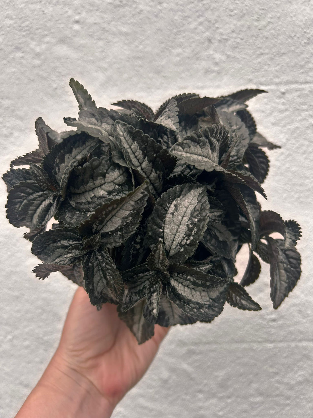 Pilea spruceana (Silver Tree Plant)