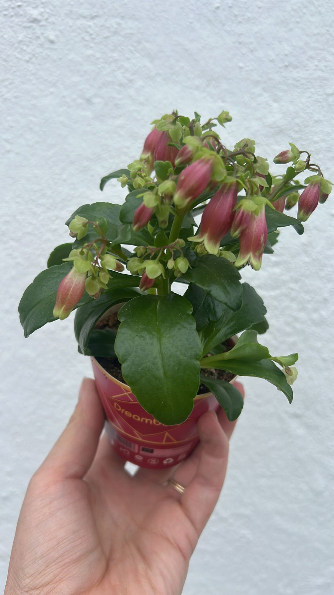 Kalanchoe blossfeldiana &