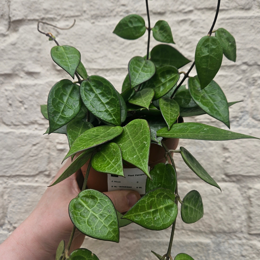 Hoya parasitica ‘Black Margin’