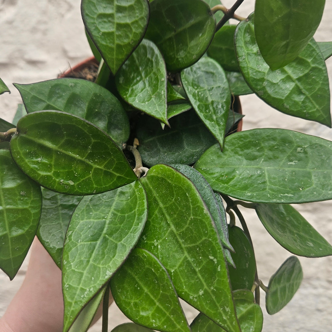Hoya parasitica ‘Black Margin’