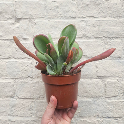 Kalanchoe luciae &