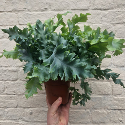 Phlebodium aureum &