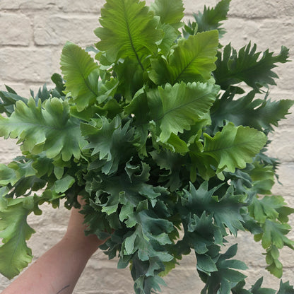 Phlebodium aureum &