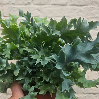 Phlebodium aureum &