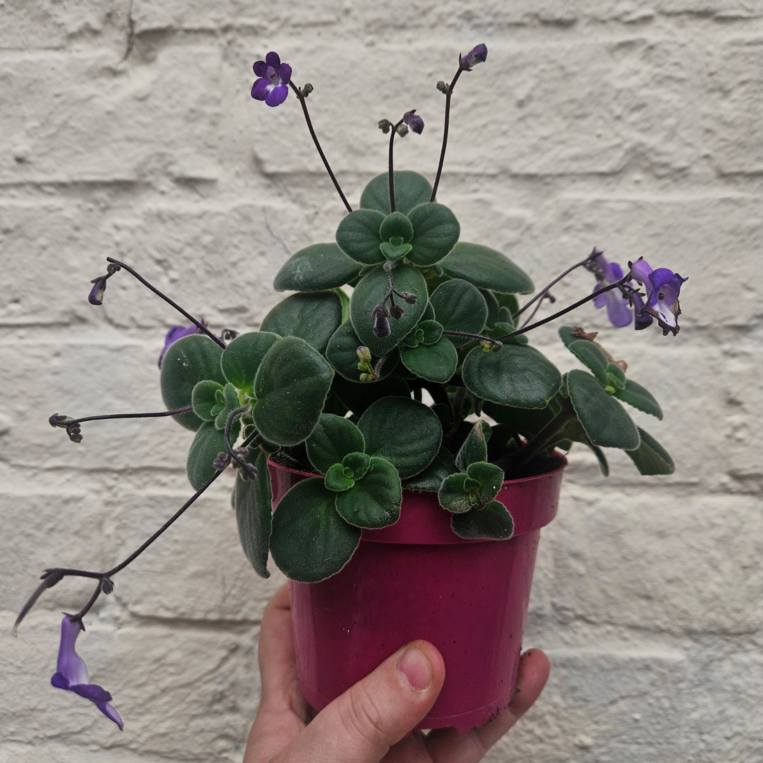 Streptocarpus saxorum (Cape Primrose)