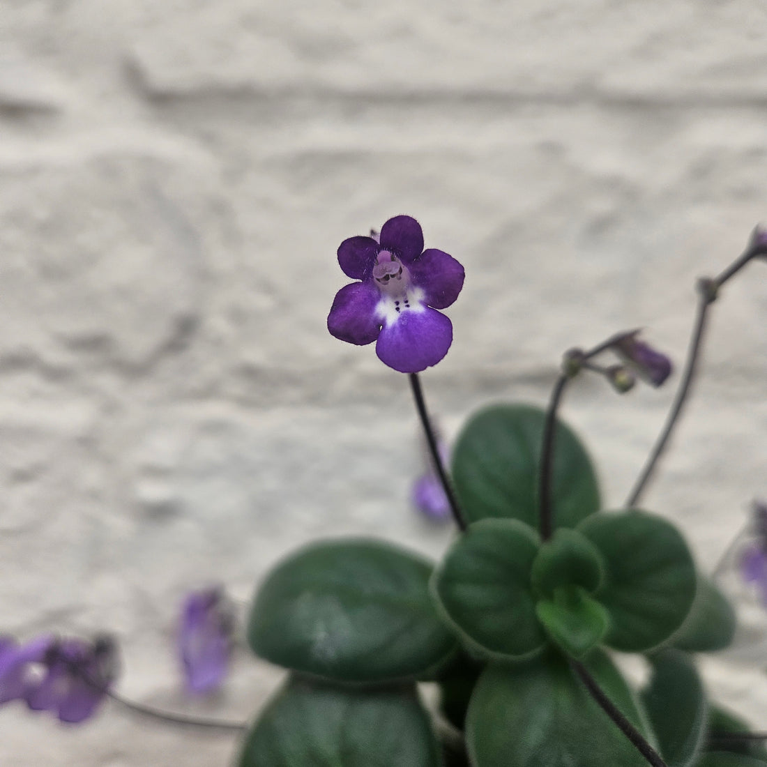 Streptocarpus saxorum (Cape Primrose)