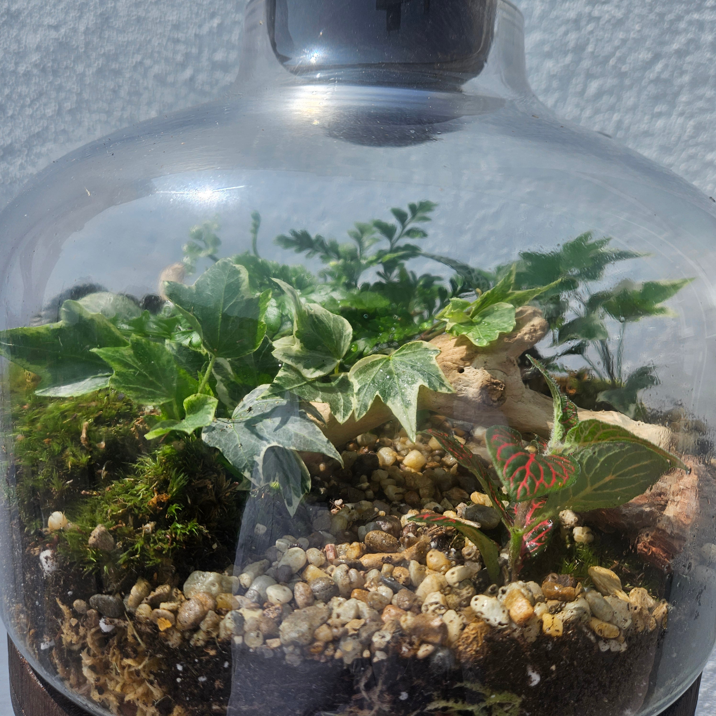Glass closed terrarium with round cork -3 sizes available