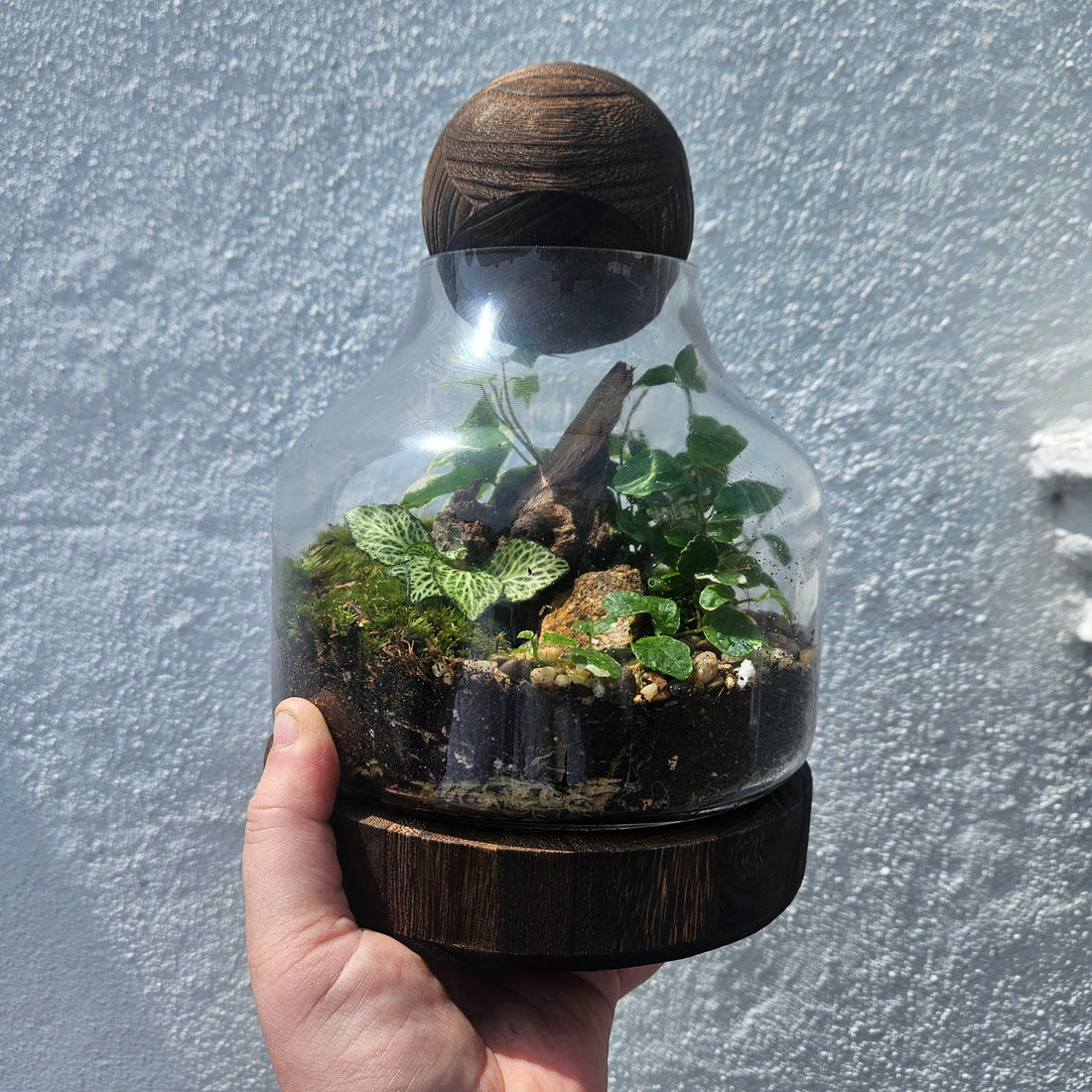 Glass closed terrarium with round cork -3 sizes available