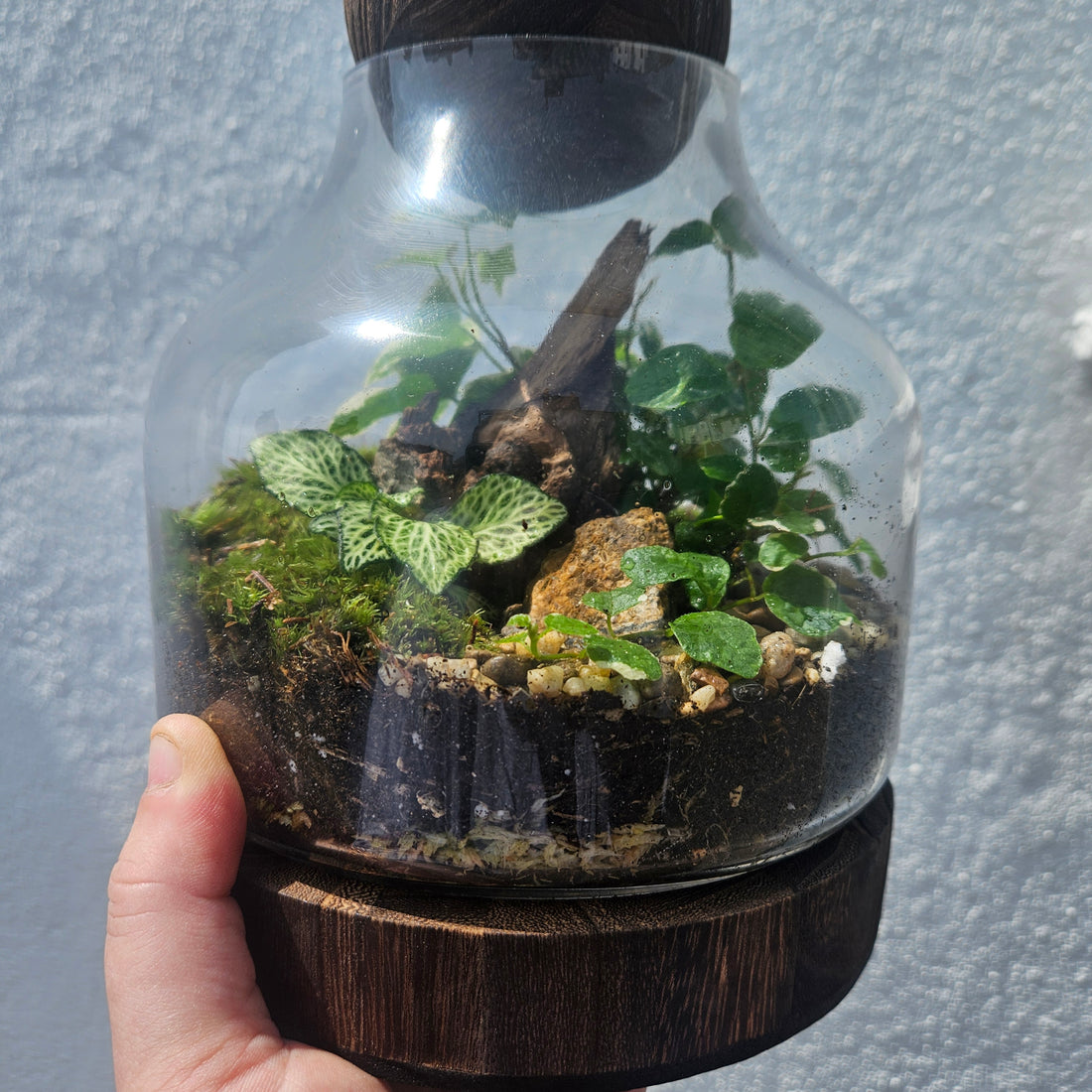 Glass closed terrarium with round cork -3 sizes available