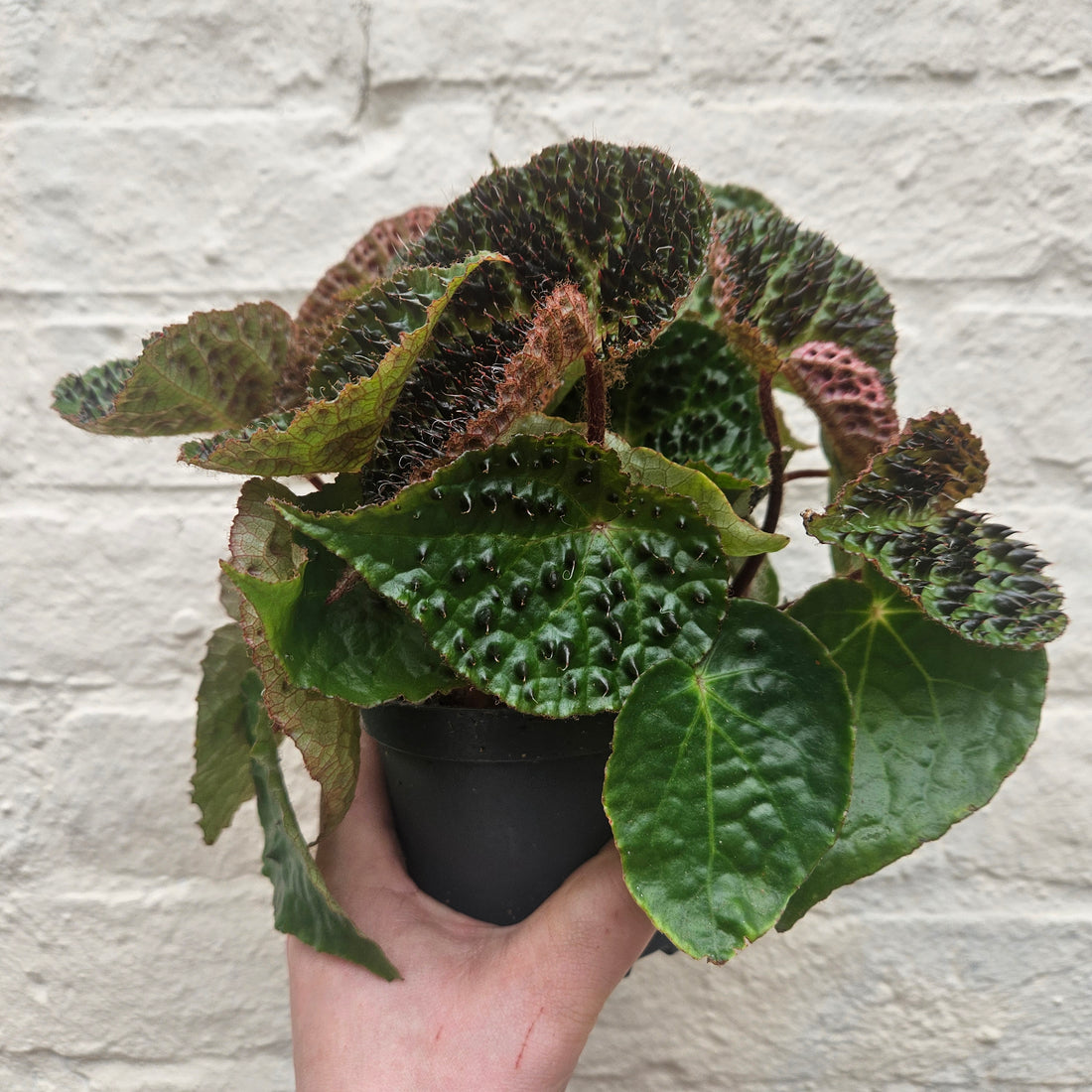 Begonia ferox (Fierce Plant)