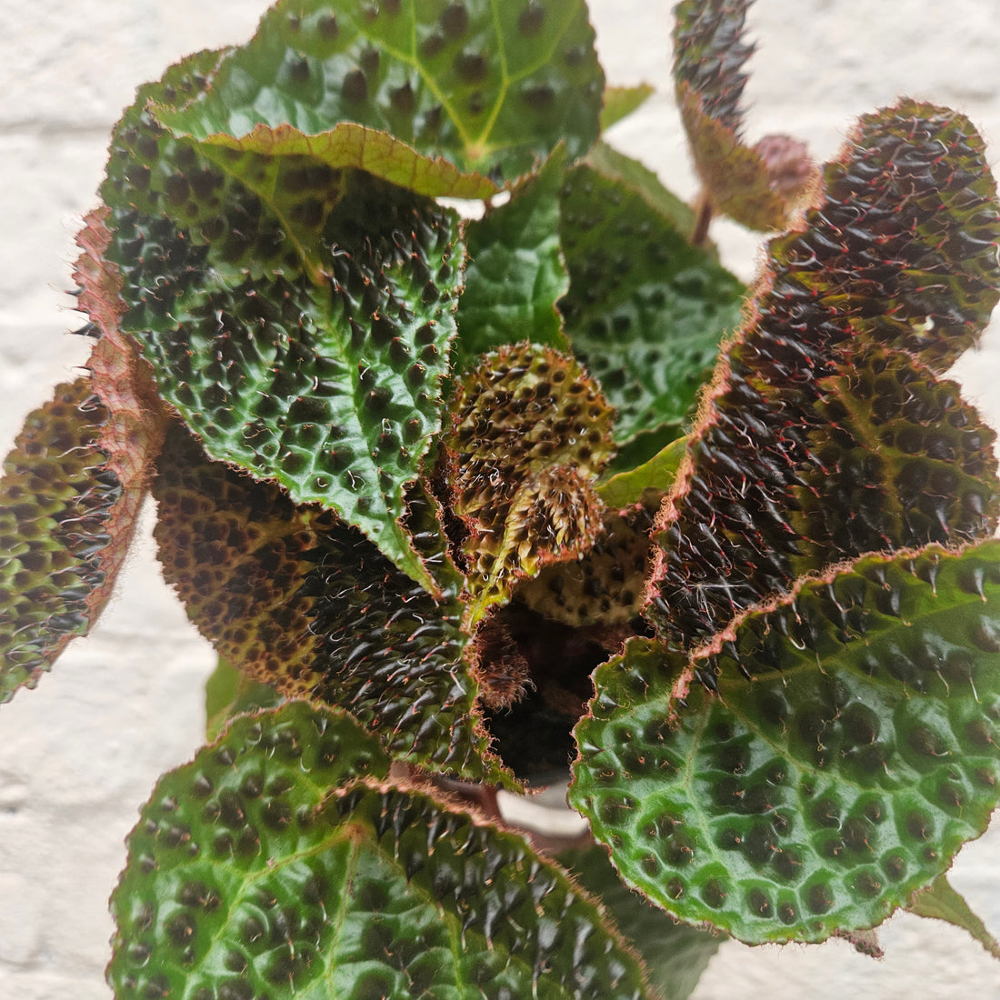 Begonia ferox (Fierce Plant)