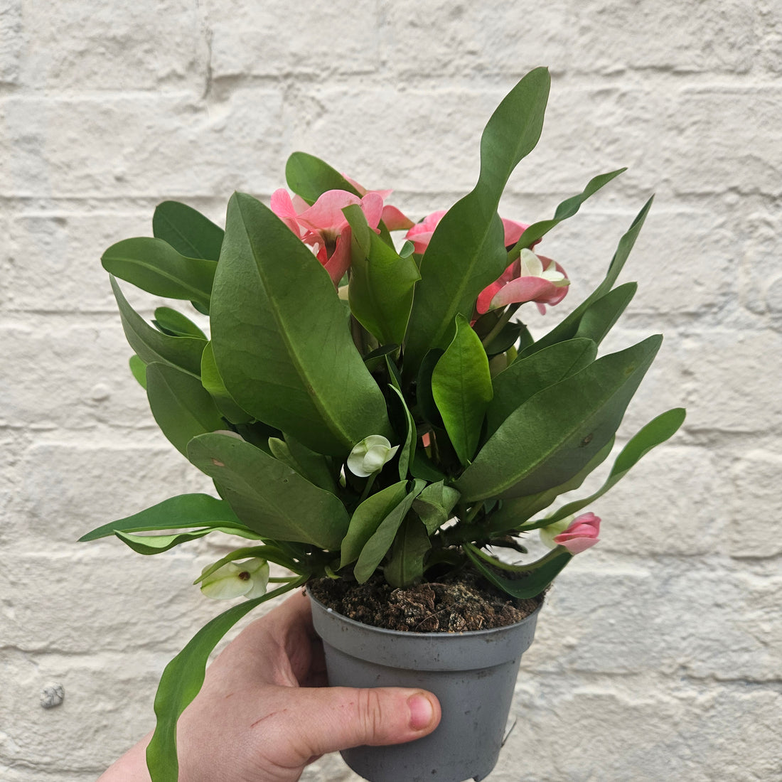 Euphorbia milii (Crown of Thorns) 2 options