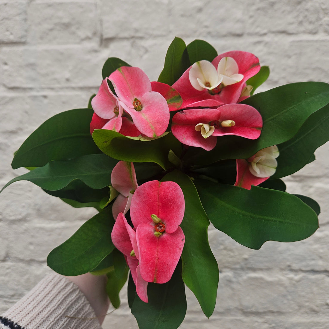 Euphorbia milii (Crown of Thorns) 2 options