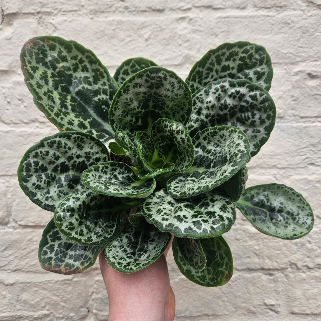 Streptocarpus &
