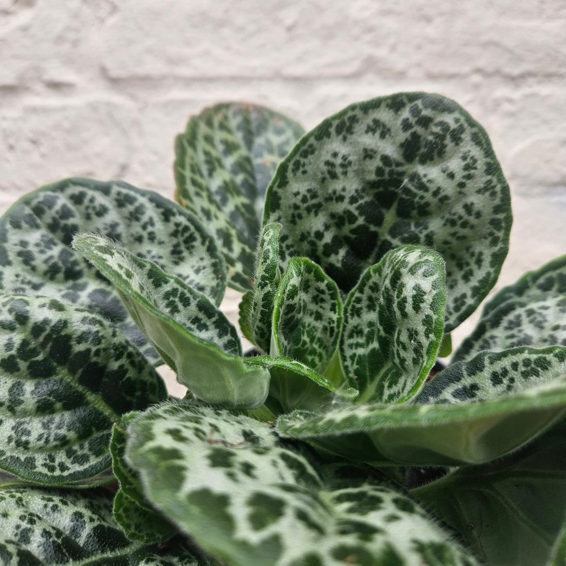Streptocarpus &