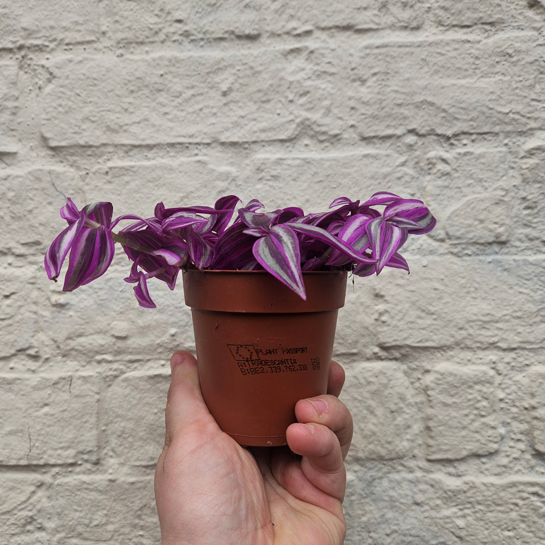 Tradescantia &