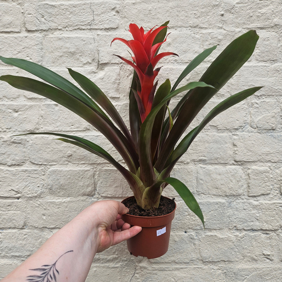 Bromeliad Guzmania Rana