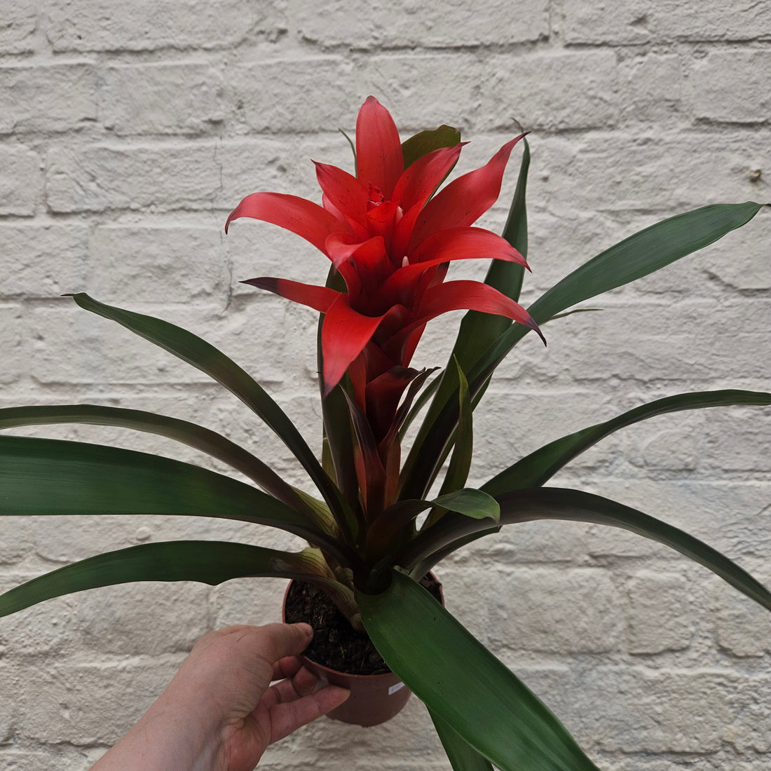 Guzmania &