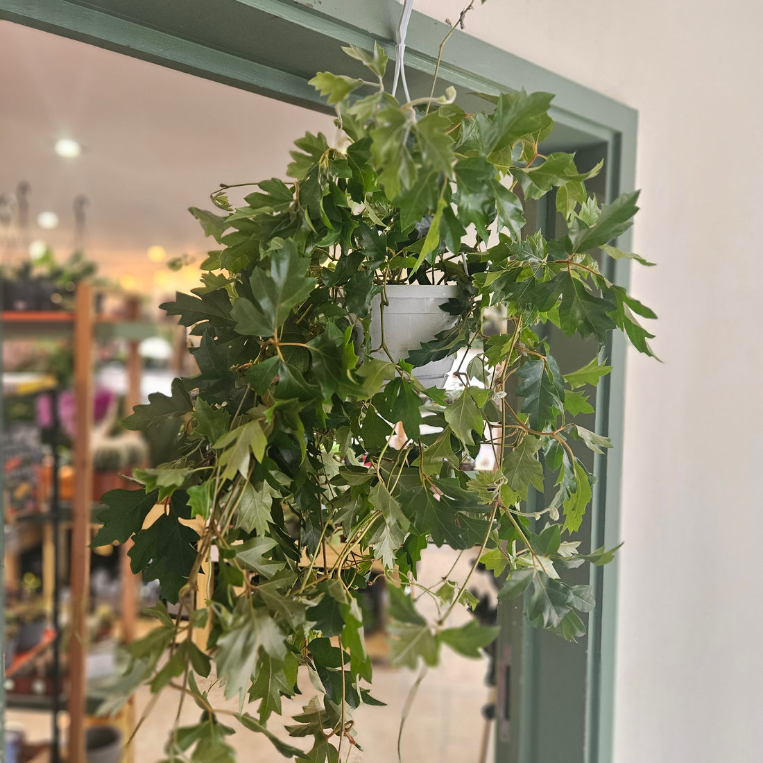 Cissus rhombifolia &