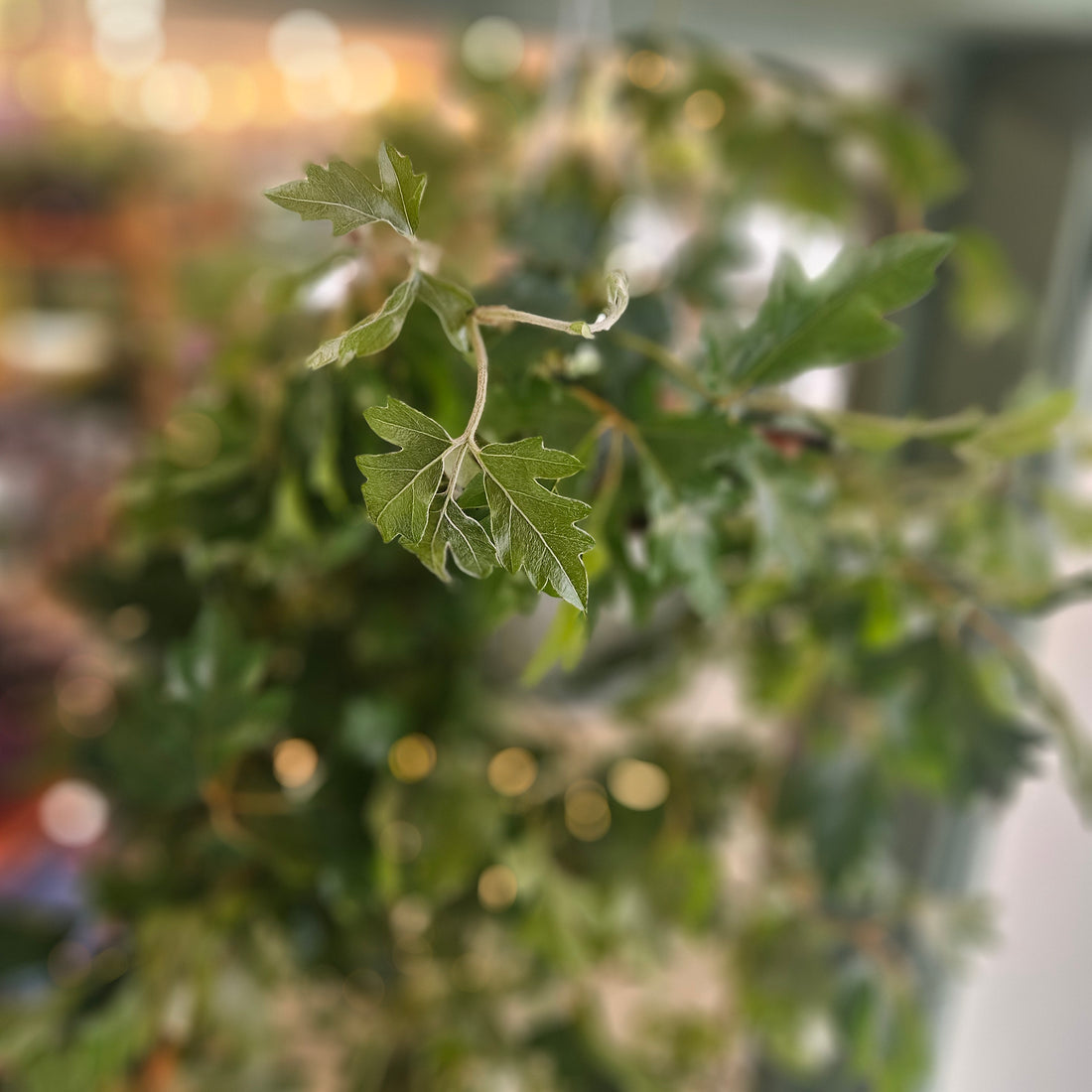 Cissus rhombifolia &