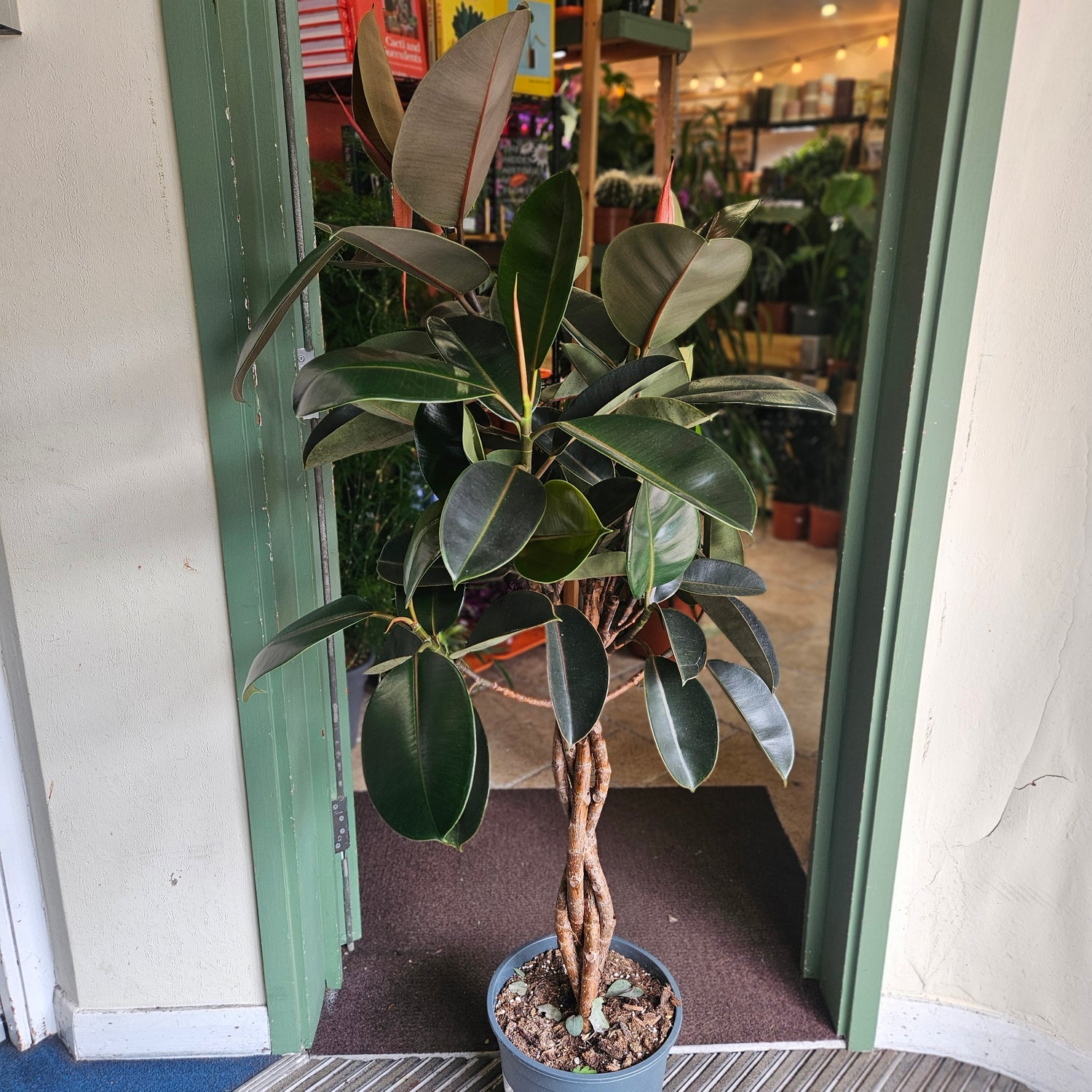 Ficus elastica (Rubber Plant) -4 varieties available