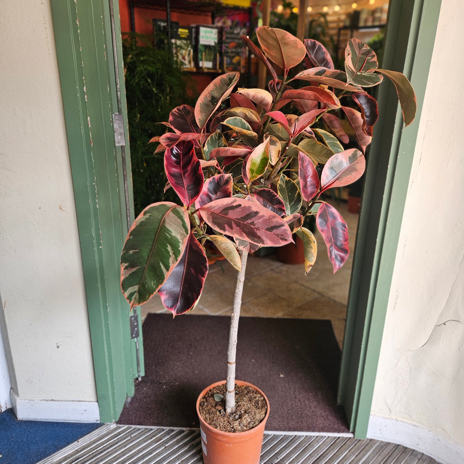 Ficus elastica (Rubber Plant) -4 varieties available