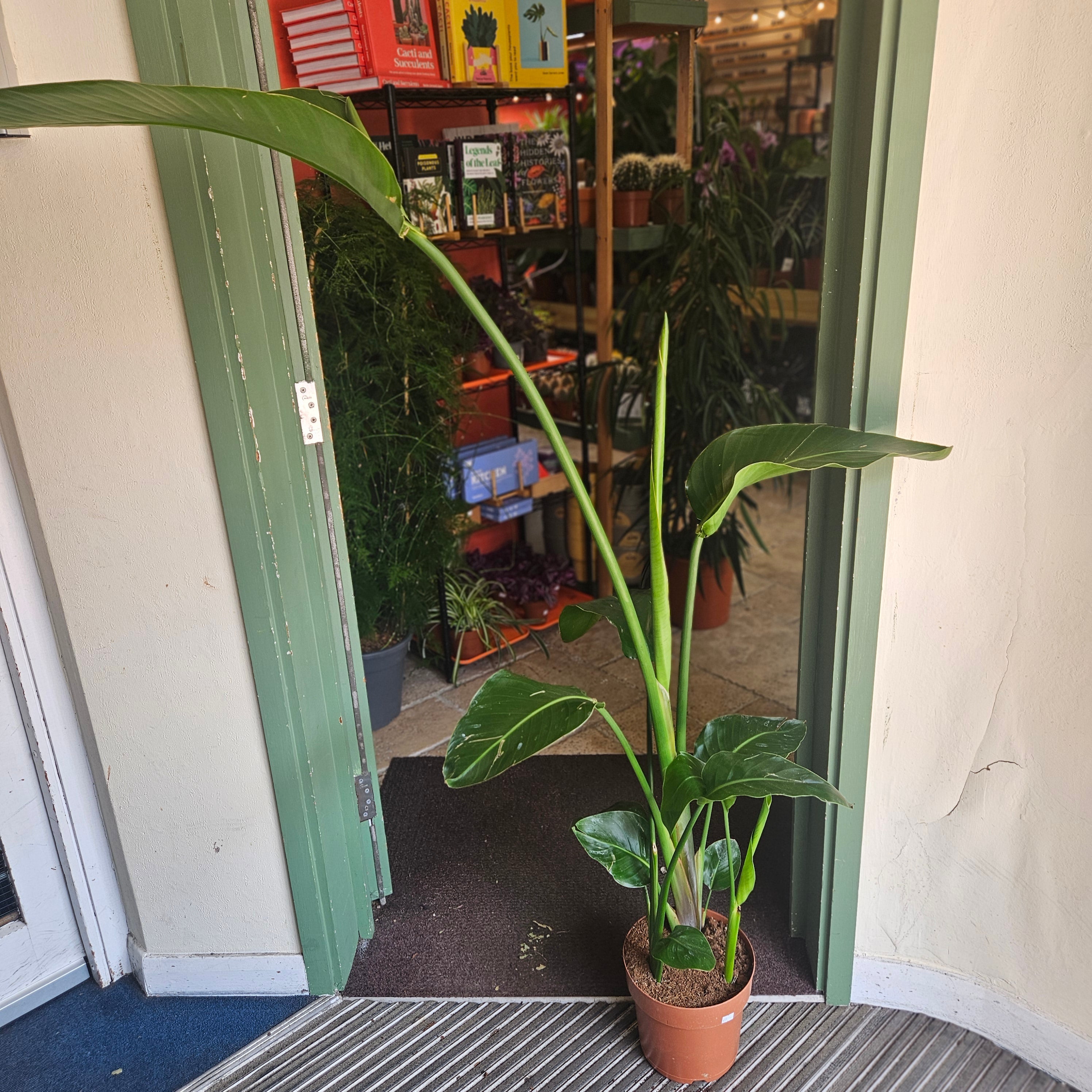 Strelitzia nicolai (White Bird of Paradise)