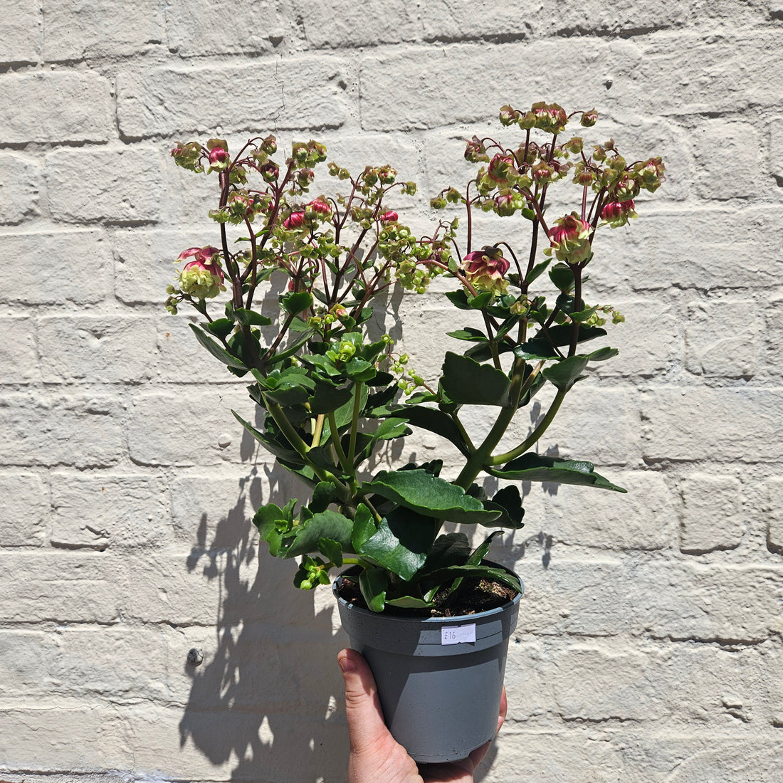 Kalanchoe blossfeldiana &