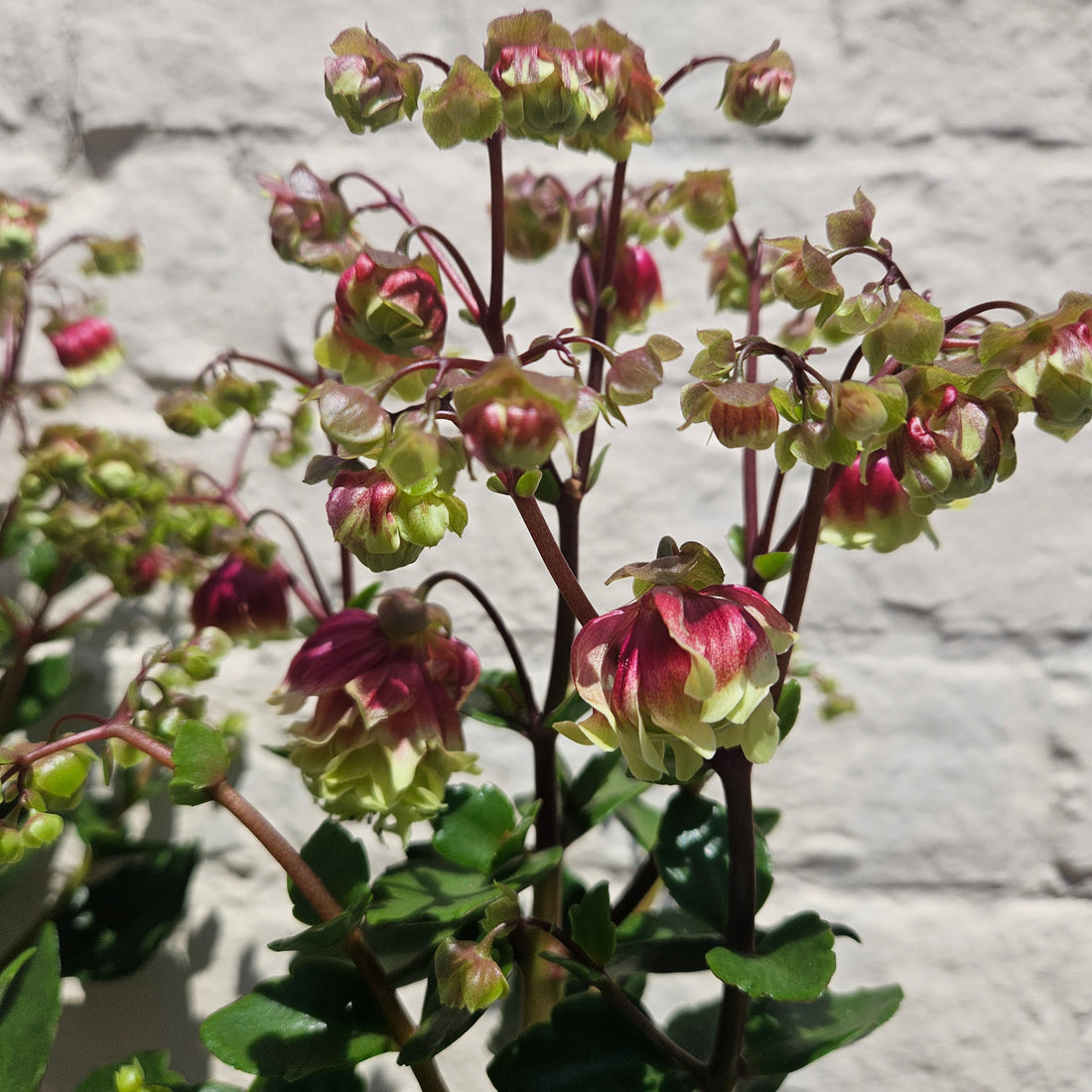 Kalanchoe blossfeldiana &