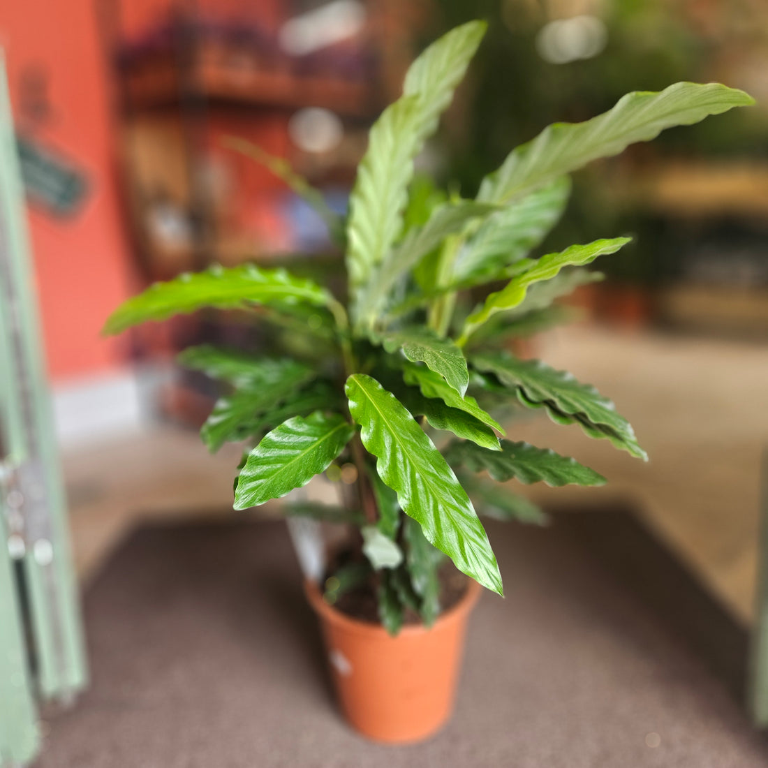 Goeppertia rufibarba syn. Calathea rufibarba (Velvet Calathea) Various sizes